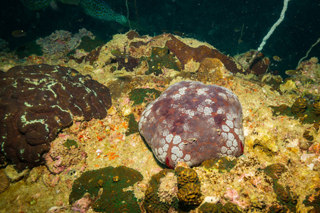泰国科特岛附近珊瑚礁上的海星