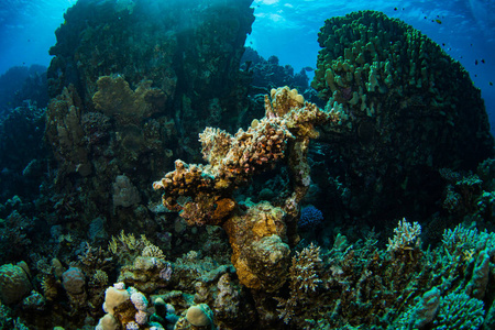 美丽的珊瑚礁和红海中的鱼类，埃及沙姆沙伊赫