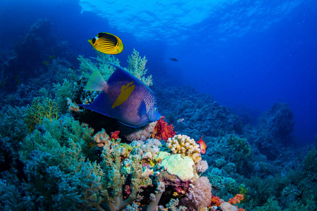 美丽的珊瑚礁和红海中的鱼类，埃及沙姆沙伊赫