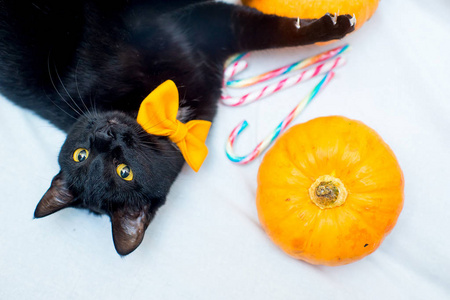 万圣节猫与橙色领结图片