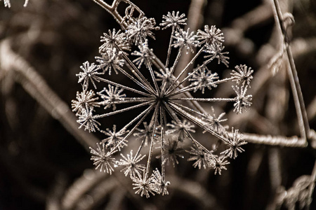 无雪的冬天或冰植物