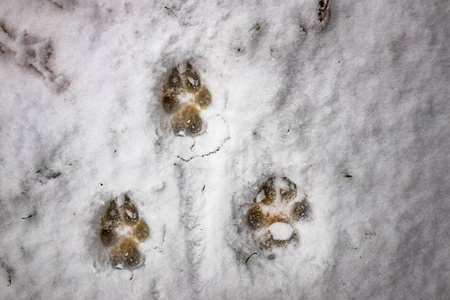 黄鼠狼雪地脚印图片图片