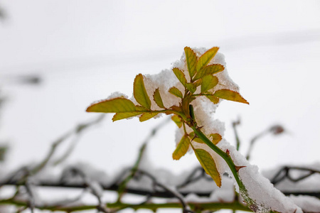 雪下的绿叶，在树枝上的雪