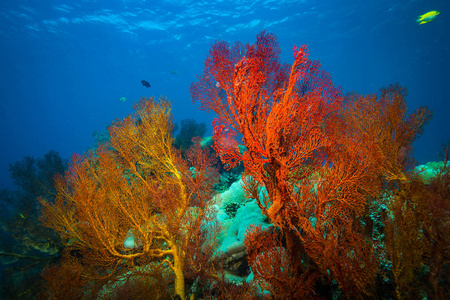 印度尼西亚巴厘岛珊瑚花园美丽的水下景色