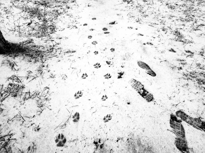 黄鼠狼雪地脚印图片图片