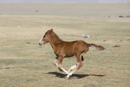 在吉尔吉斯斯坦的宋库尔湖,一只年轻的小马驹疯狂地驰过草原照片