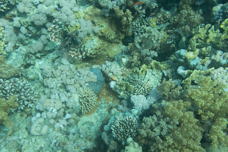 红海珊瑚礁上的蓝点石斑鱼