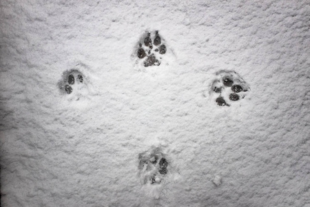 雪犬中狼的脚印照片