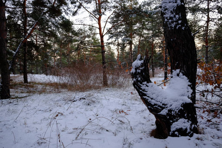 冬天的森林覆盖着雪