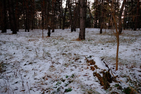 冬天的森林覆盖着雪