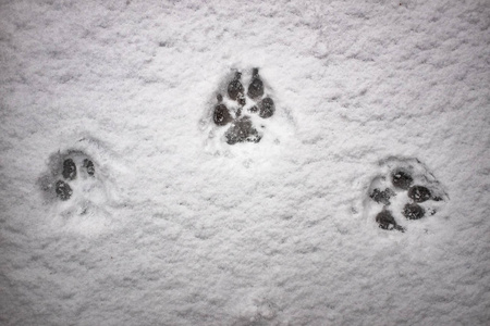 雪犬中狼的脚印照片