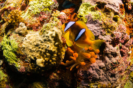 红海珊瑚礁上的亮黄色海葵埃及