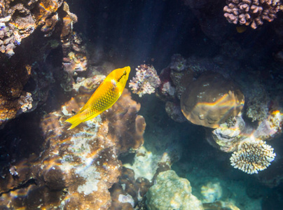 美丽的彩色珊瑚礁红海沙尔姆谢赫埃及
