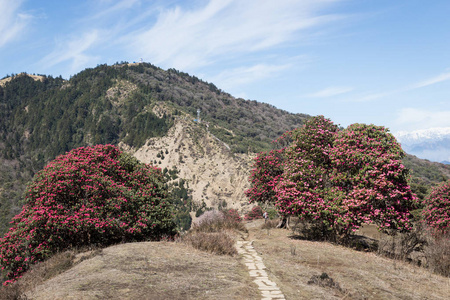 喜马拉雅山脉追踪到安纳普尔纳大本营的美丽全景