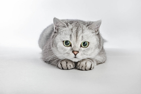 灰色的英国肖尔.英国的短空气猫的画像说谎在灰色背景照片