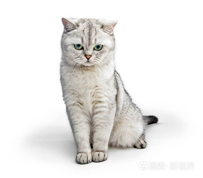 灰色英国的短空气猫的画像查出在白色背景