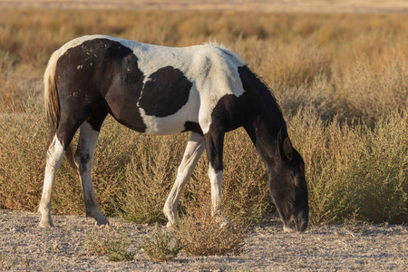 犹他州沙漠中一匹美丽的野马
