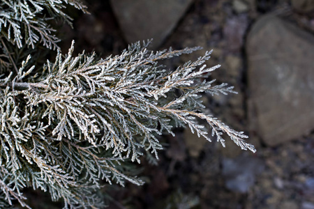 雪中的云杉枝。 白色的圣诞树。 圣诞节假期背景