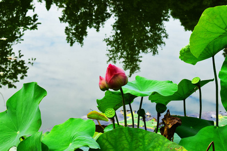 粉红色的莲花在湖里非常美丽