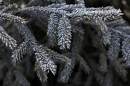 雪中的云杉枝。 白色的圣诞树。 圣诞节假期背景