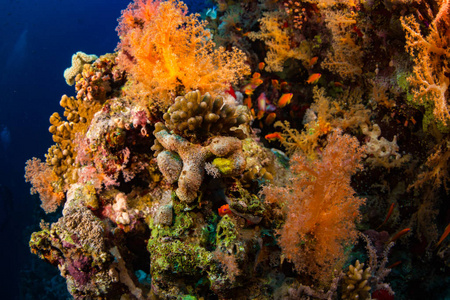 美丽的珊瑚花园红海沙姆埃尔谢赫埃及