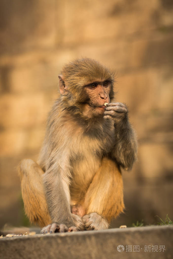 加德满都寺庙里的猴子