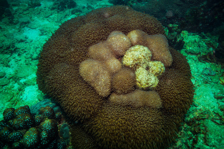 泰国高岛附近美丽的珊瑚礁