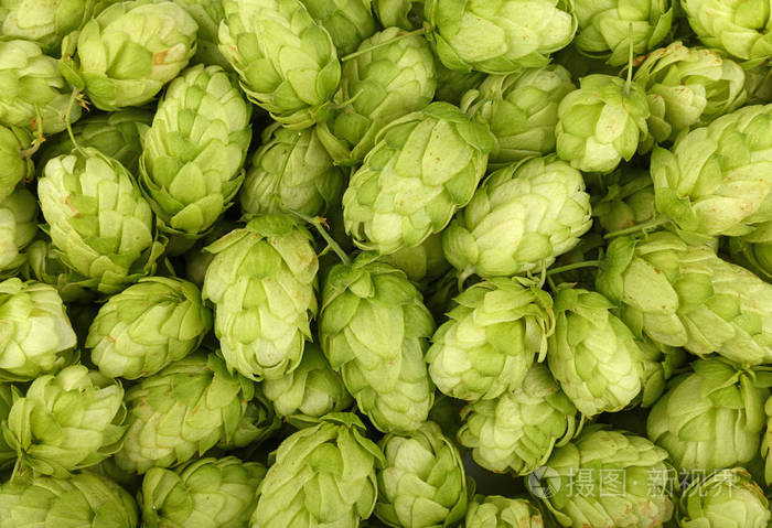 关闭新鲜的绿色啤酒花的背景