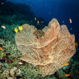 在红海的达哈布附近的珊瑚礁上，戈尔贡，沙姆沙伊赫，埃及
