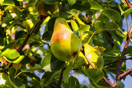 成熟的梨子挂在树枝上，秋天，成熟的果实挂在树上。在阳光下的果园里，梨树上挂满了果实。