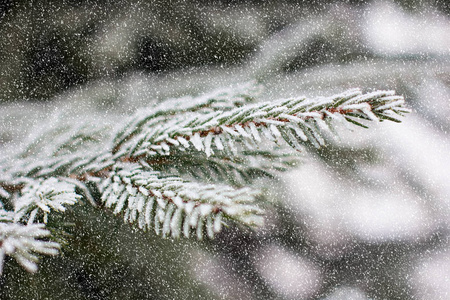 雪中的云杉枝。 白色的圣诞树。 圣诞节假期背景