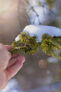 雪中的云杉枝。 白色的圣诞树。 圣诞节假期背景