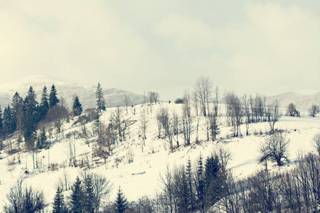 冬天的山景。 雪中的山。 山里的第一场雪。 黄昏在山上的草地上覆盖着喀尔巴阡山上的第一次霜冻。