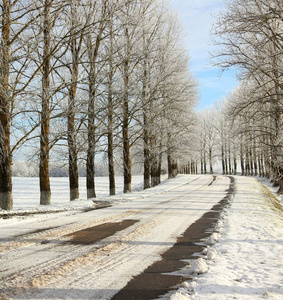 在阳光明媚的冬日，雪中的树木