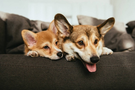 近景威尔士科吉犬躺在家里的沙发上