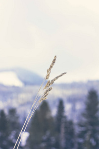 冬天的山景。 雪中的山。 山里的第一场雪。 黄昏在山上的草地上覆盖着喀尔巴阡山上的第一次霜冻。