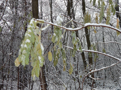 冬天雪树和植物的纹理在霜