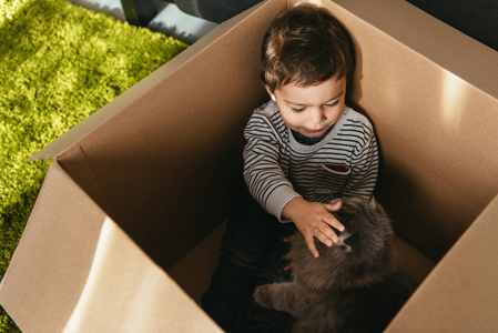 小孩用纸板箱抚摸英国长毛猫