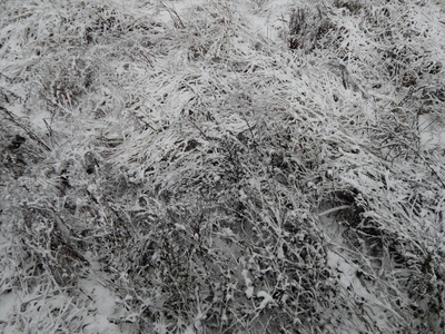 冬天雪树和植物的纹理在霜