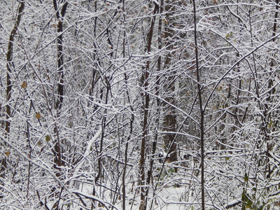 冬天雪树和植物的纹理在霜