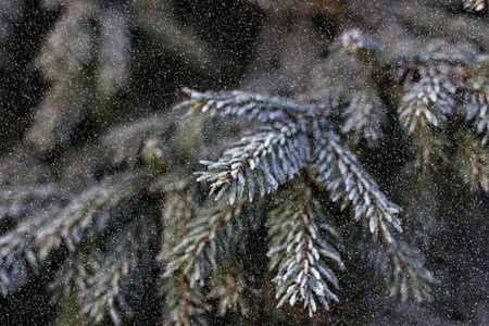 雪中的云杉枝。 白色的圣诞树。 圣诞节假期背景