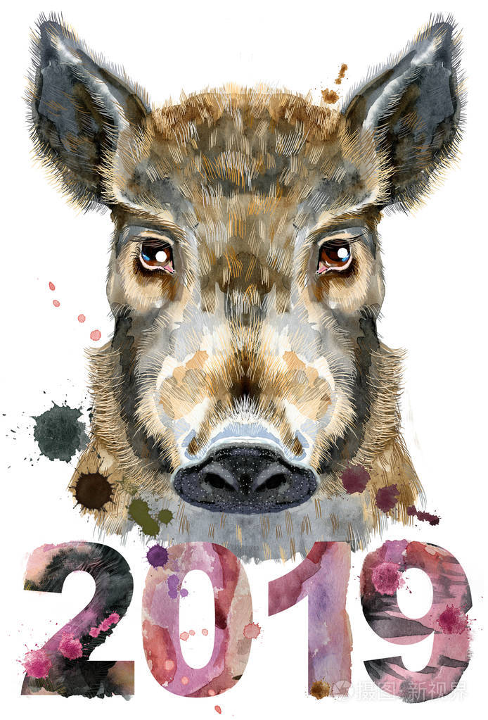 野猪用于t恤图形. 水彩棕色野猪插图. 2019年新年