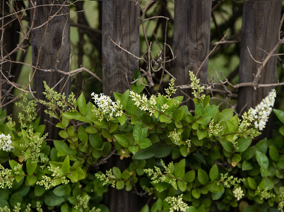 夏季植物篱笆绿树成荫花丛白色篱笆老篱笆