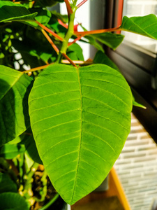 从天然植物到太阳，各种不同大小的绿色叶子的宏观细节