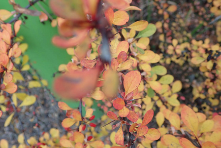 五颜六色的灌木的分支与小叶子在秋天