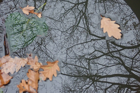 秋天的树叶掉进了水塘图片