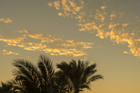 日落时的棕榈树。热带日落时棕榈树对天空的剪影
