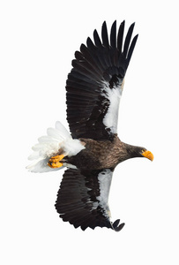 s sea eagle in flight isolated on white background. Scientific n
