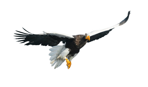 s sea eagle in flight. Front view. Scientific name Haliaeetus p