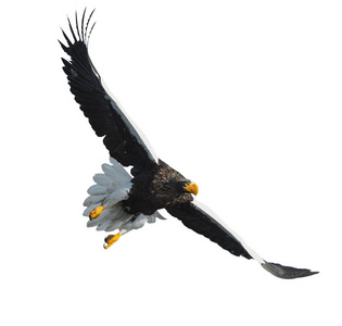 s sea eagle in flight. Front view. Scientific name Haliaeetus p